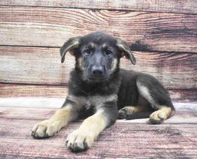 German Shepherd