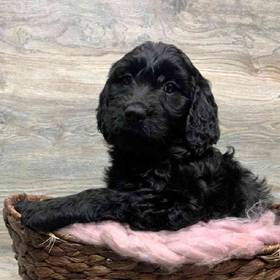 Goldendoodle