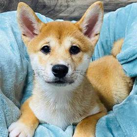 Shiba Inu