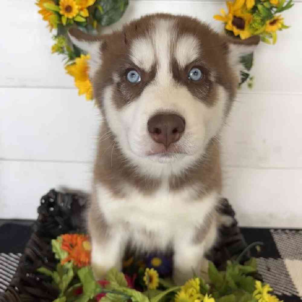 Male Siberian Husky Puppy for Sale in Rogers, AR