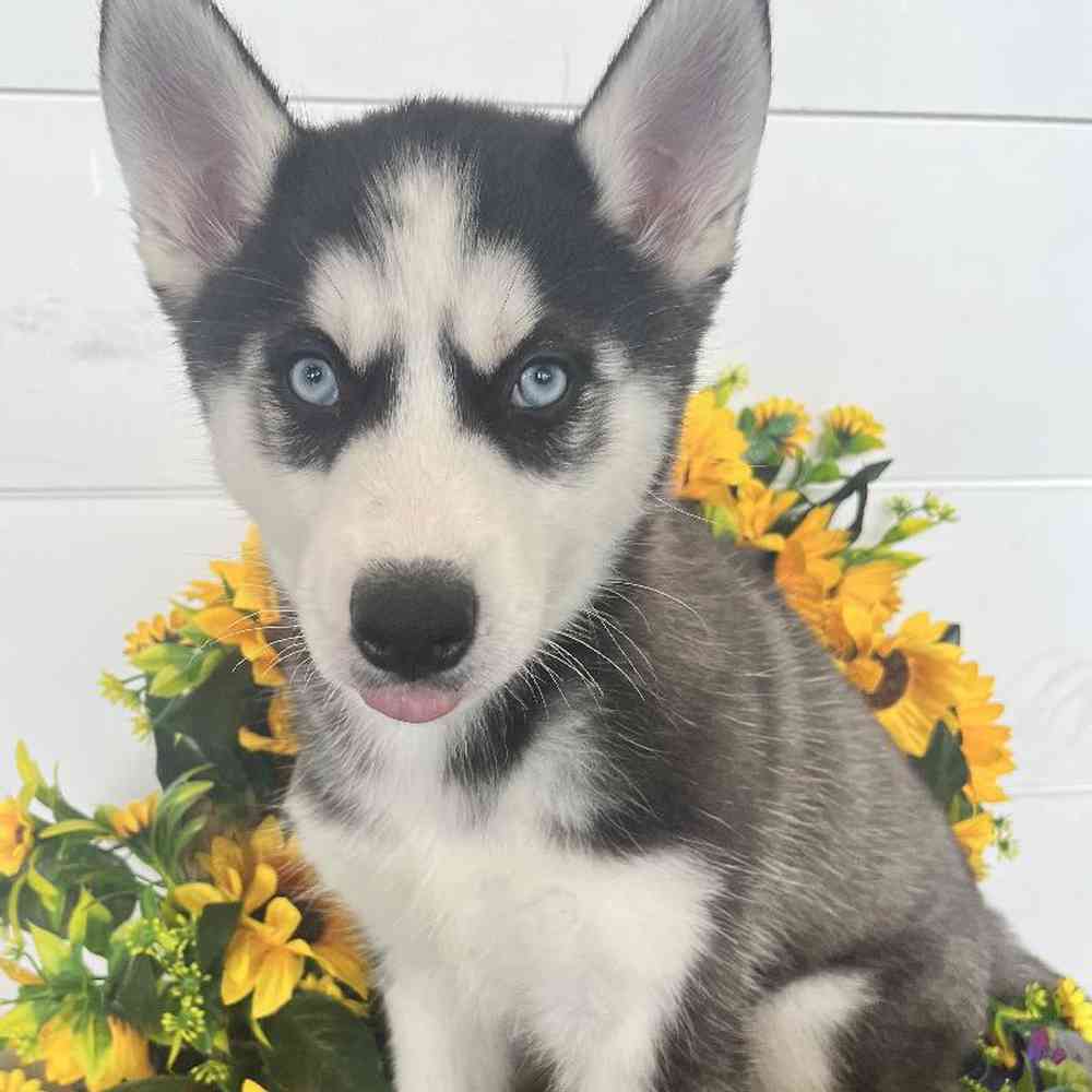 Female Siberian Husky Puppy for Sale in Rogers, AR