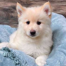 Pomsky