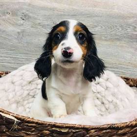 Dachshund