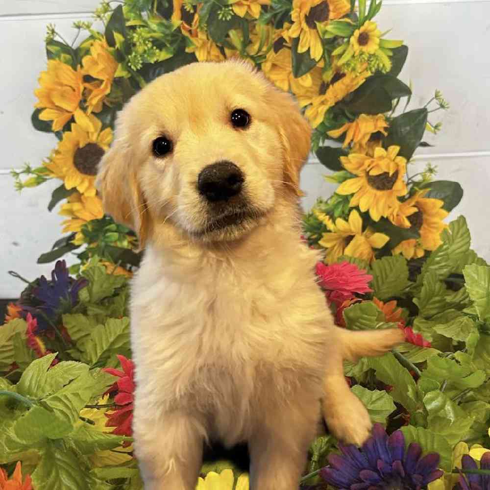 Female Golden Retriever Puppy for Sale in Rogers, AR