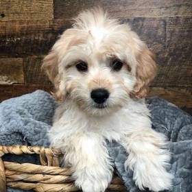 Mini Goldendoodle