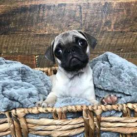 Pug