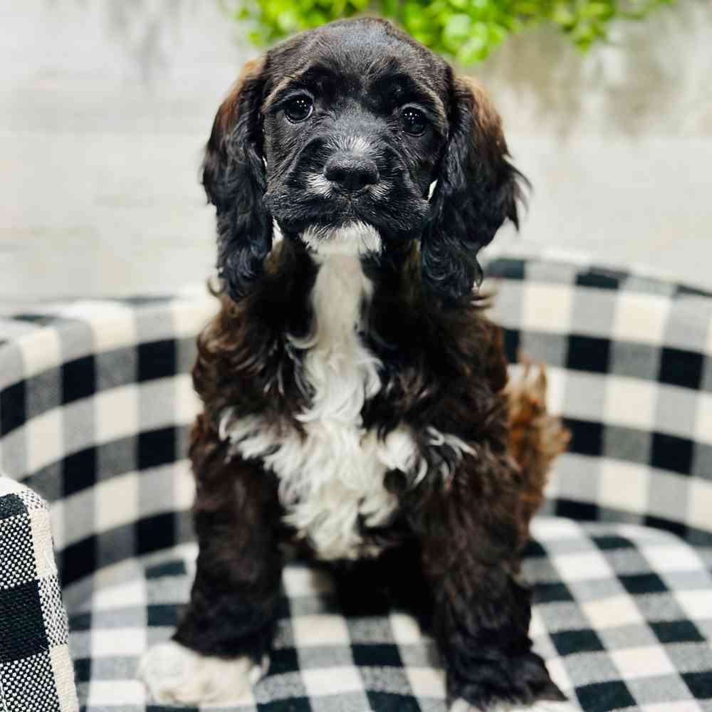 Information on Mini Schnauzer Puppies for Sale in Rogers, Arkansas