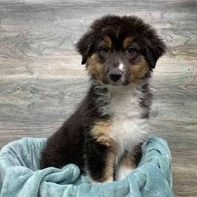 Australian Shepherd
