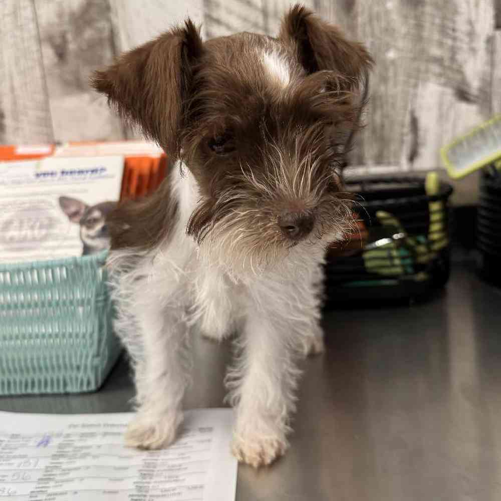 Male Mini Schnauzer Puppy for Sale in Joplin, MO
