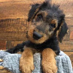 Airedale Terrier