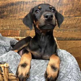 Doberman Pinscher