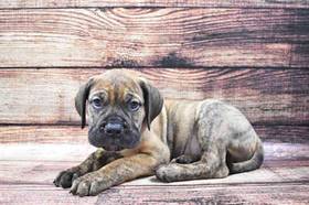 Bullmastiff
