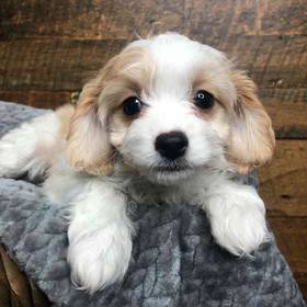 Cavachon