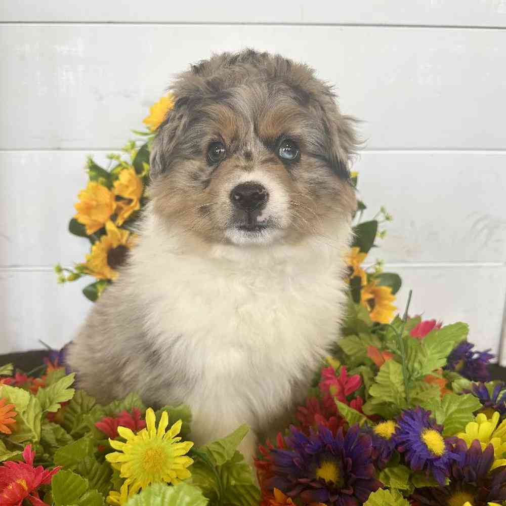 Female Mini Aussie Puppy for Sale in Rogers, AR