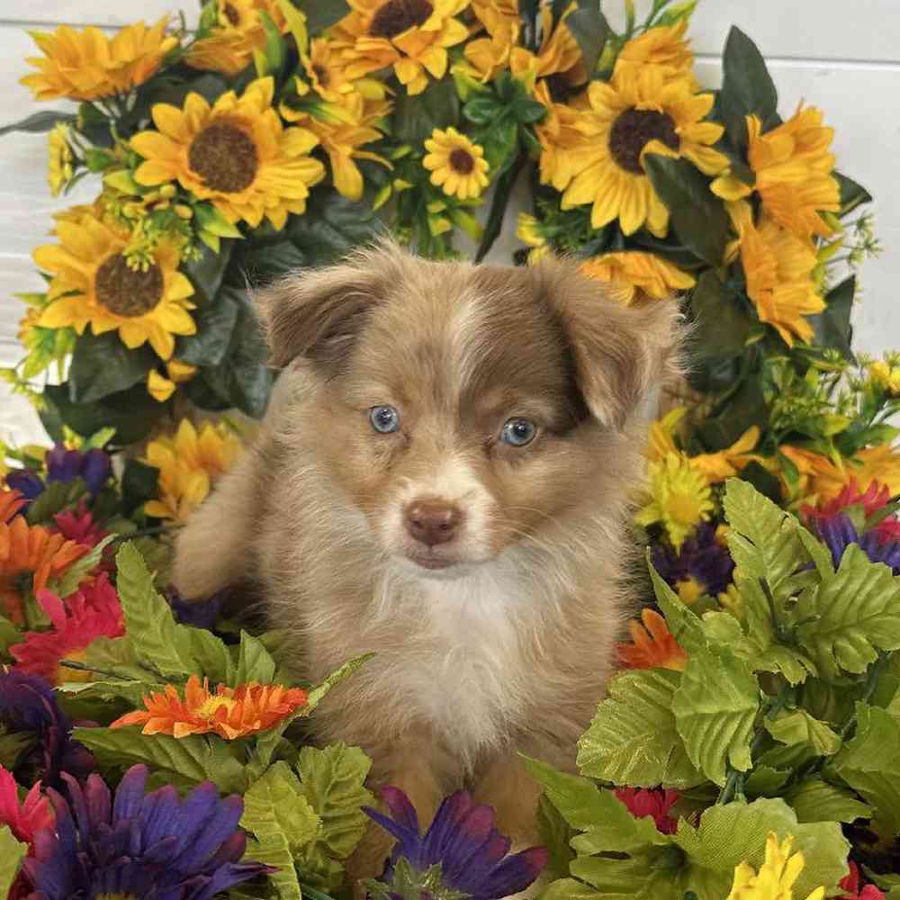 Female Mini Aussie Puppy for Sale in Rogers, AR