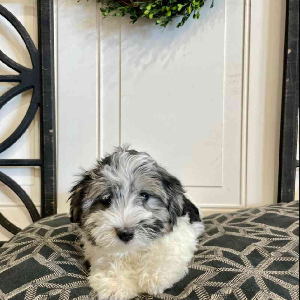 Blue merle havanese hotsell