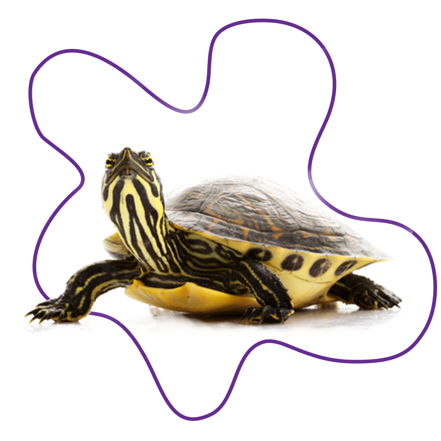 A yellow bellied slider turle with its head raised, exposing the yellow and black markings on its neck.