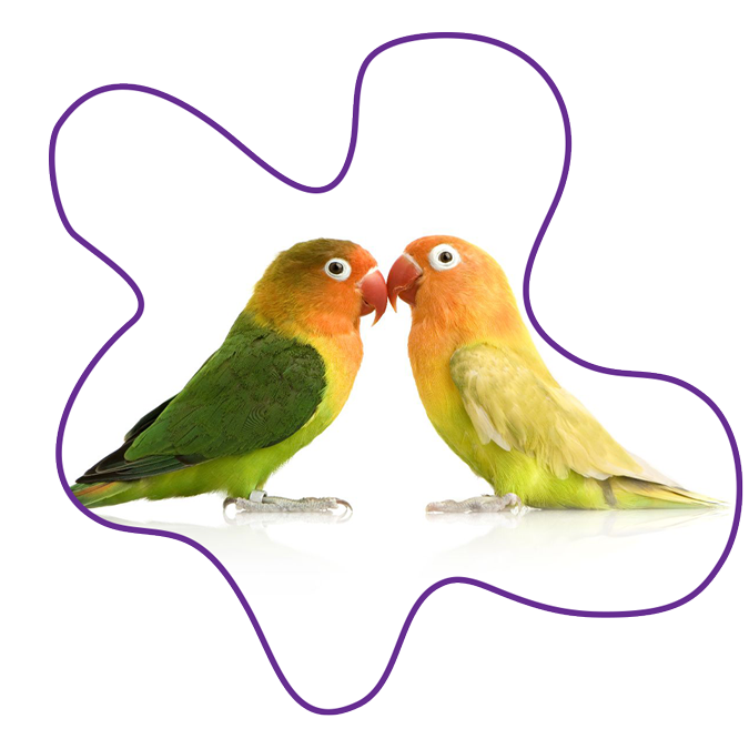Two love birds touching beaks together. One bird is mostly green with some orange, the other mostly yellow with orange.